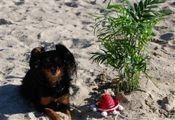 Kalle på "stranden"