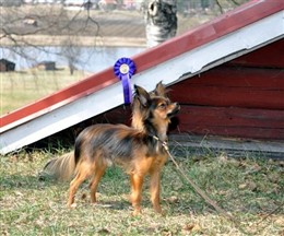 Dexters utställningspremiär