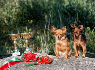 Finsk Champion X2