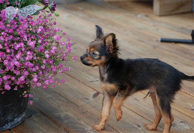 Gapabo's Gusar  "luktar på blommorna"